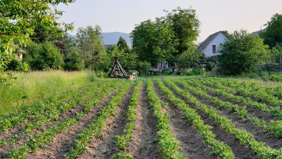a large field of crops in front of a house