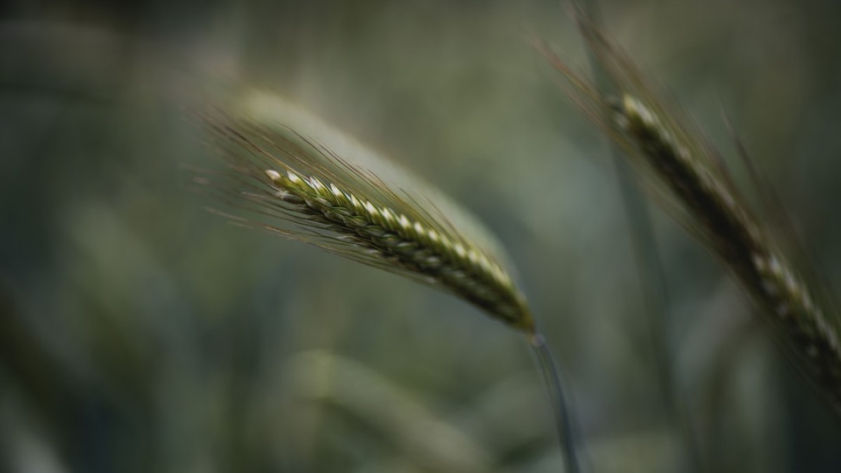 green wheat in close up photography